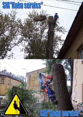 bīstamo koku zāģēšana